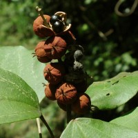 Mallotus philippensis (Lam.) Müll.Arg.